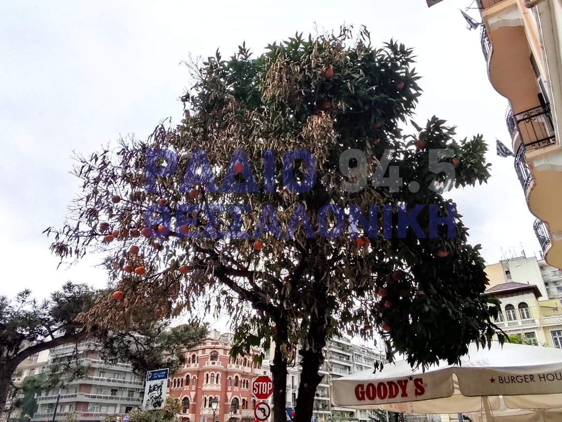 “Εφαρμογή Θεσσαλονίκη”: Εργολάβος οπτικών ινών τσιμέντωσε δέντρα στο κέντρο της Θεσσαλονίκης (ΦΩΤΟ και ΒΙΝΤΕΟ)