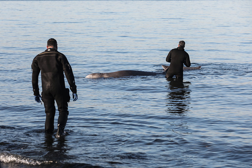 Aγωνία για την φάλαινα εγκλωβίστηκε κοντά στην παραλία Αλίμου (ΦΩΤΟ και ΒΙΝΤΕΟ)