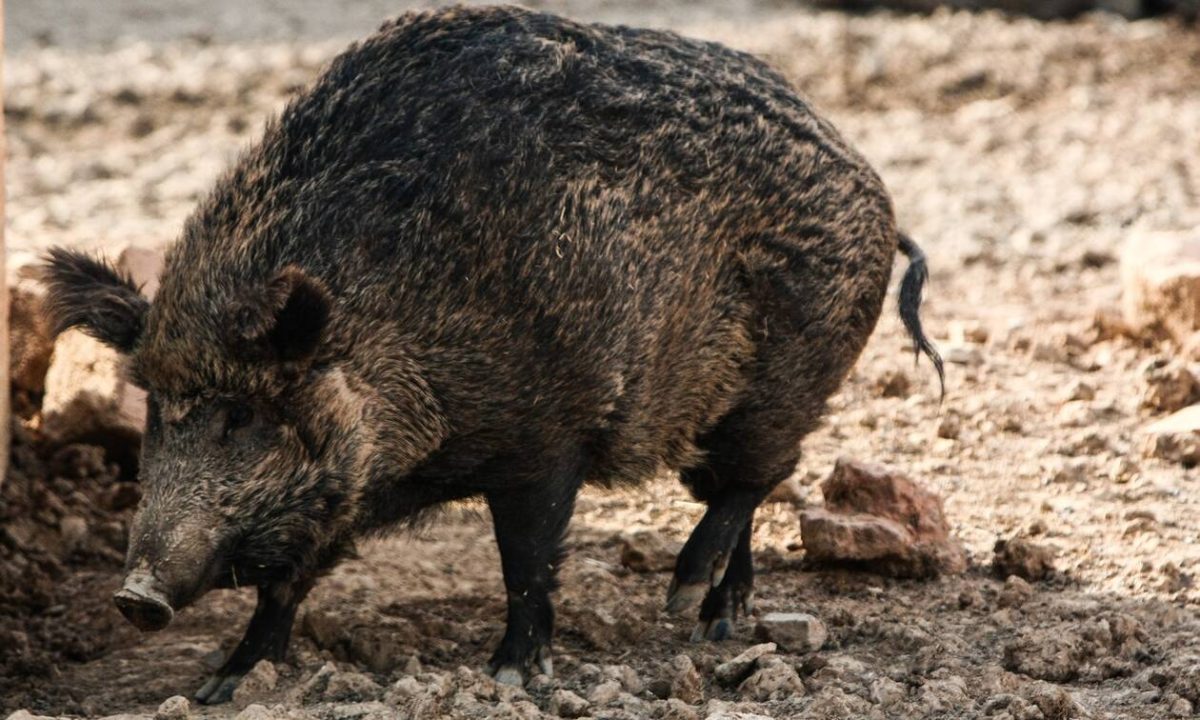 Πυροβολήθηκε 12χρονος σε κυνήγι αγριόχοιρων