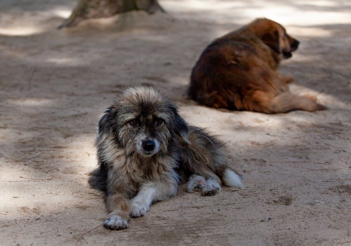 Καταφύγιο σκύλων στο Λάκκωμα- Αφορά μόνο 145 από τα 5.000 αδέσποτα (audio)