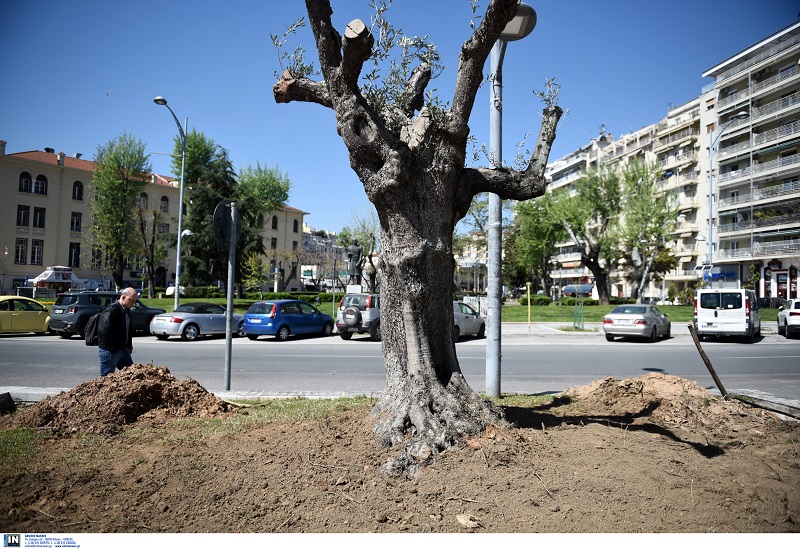 Δυο νέα ελαιόδεντρα στην καρδιά της Θεσσαλονίκης – “Τα ελαιόδεντρα είναι σύμβολο τη Ελλάδας” ανέφερε ο Αντιδήμαρχος Σ. Δημητριάδης στο ΡΘ (Audio)