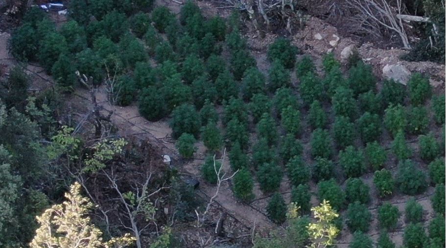 “Δάσος” κάνναβης στην ορεινή Χαλκιδική (ΒΙΝΤΕΟ)