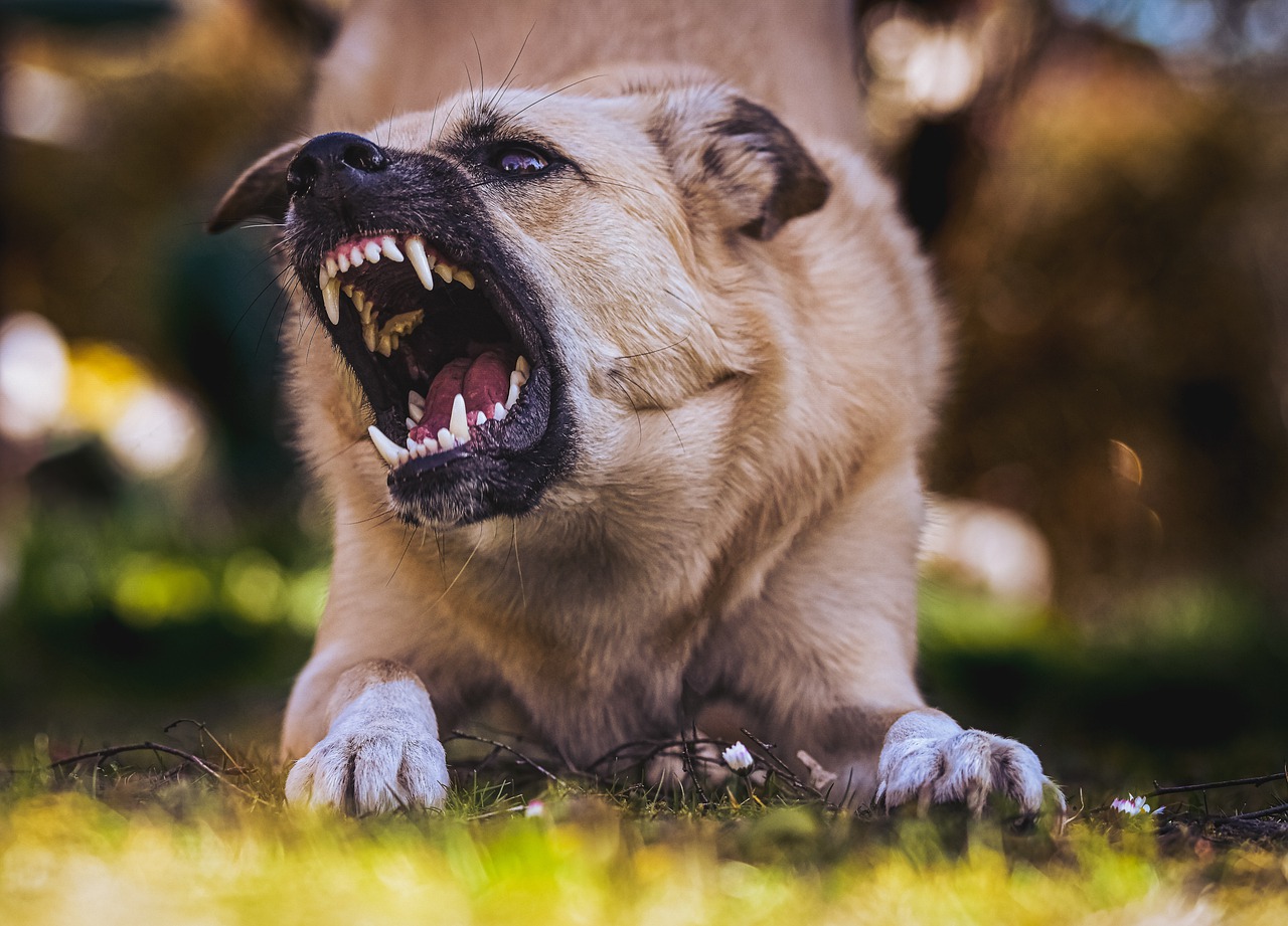Άγρια επίθεση σκύλου σε 35χρονη – ‘Σφράγισε’ με τα δόντια του το χέρι της