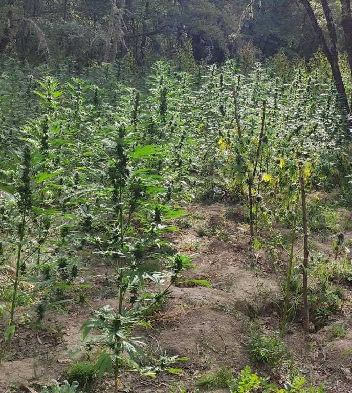 Κοζάνη: 62χρονος καλλιεργουσε  451 δενδρύλλια κάνναβης στο βουνό