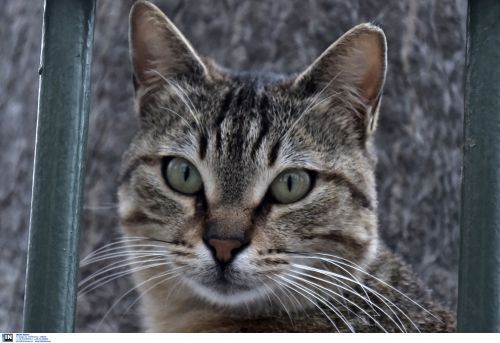 Χαλκιδική:  Πέταξε με κλωτσιά γατάκι στη θάλασσα – Συνελήφθη από το λιμενικό