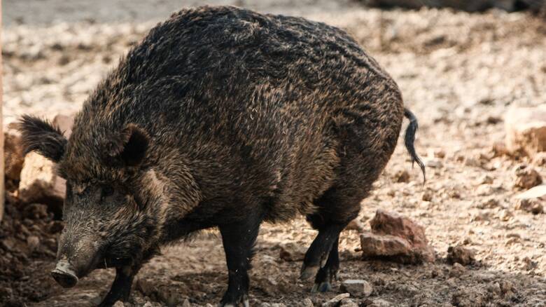 Πόσα αγριογούρουνα σκότωσαν κυνηγοί στον Λαγκαδά; (AUDIO)