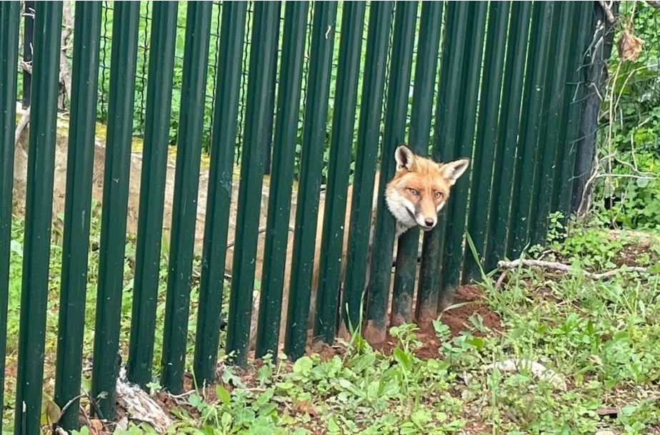 Αλεπού σφήνωσε σε κάγκελα (ΦΩΤΟ)
