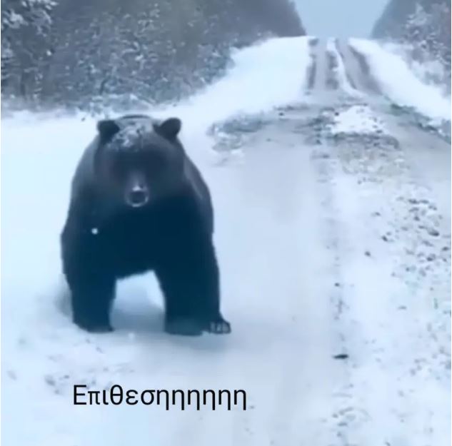 Αντιμέτωπος με αρκούδα στο δρόμο προς το Καϊμακτσαλάν (VIDEO)