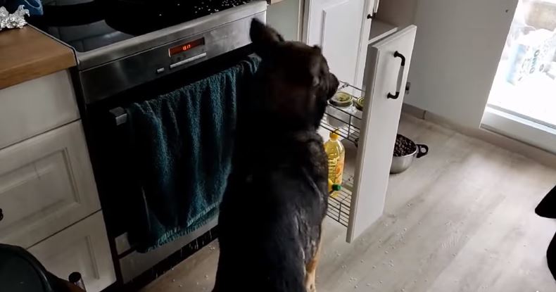 Σκύλος βρήκε κοκαΐνη μεσα σε ρύζι (VIDEO)