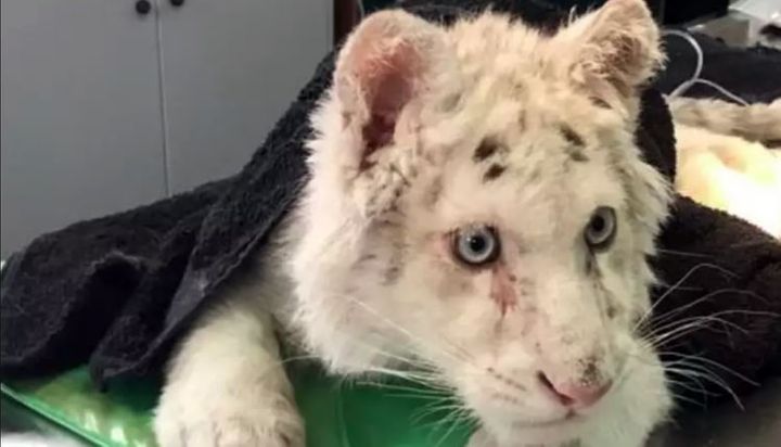 Διευθυντής Αττικού Ζωολογικού Πάρκου για το λευκό τιγράκι: «Είναι μετάλλαξη από τσίρκο – Δεν θα ζήσει…» (Video)