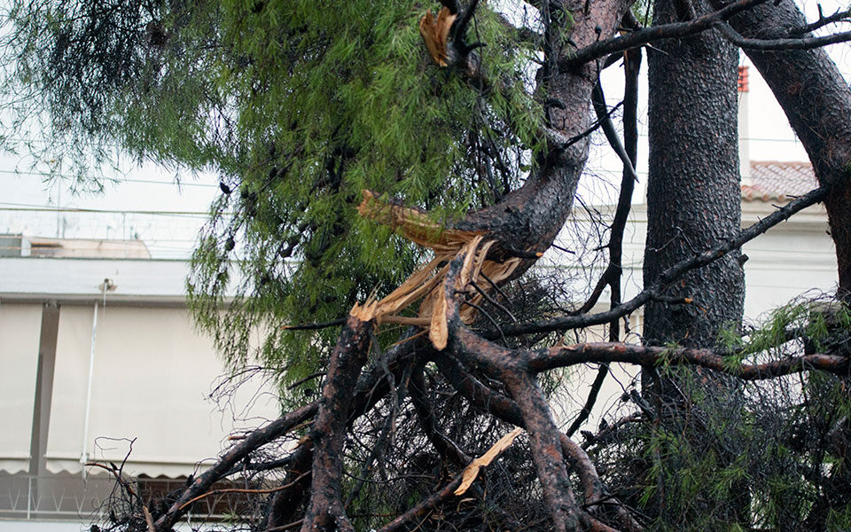 Κλαδί δέντρου έπεσε πάνω σε 18χρονο