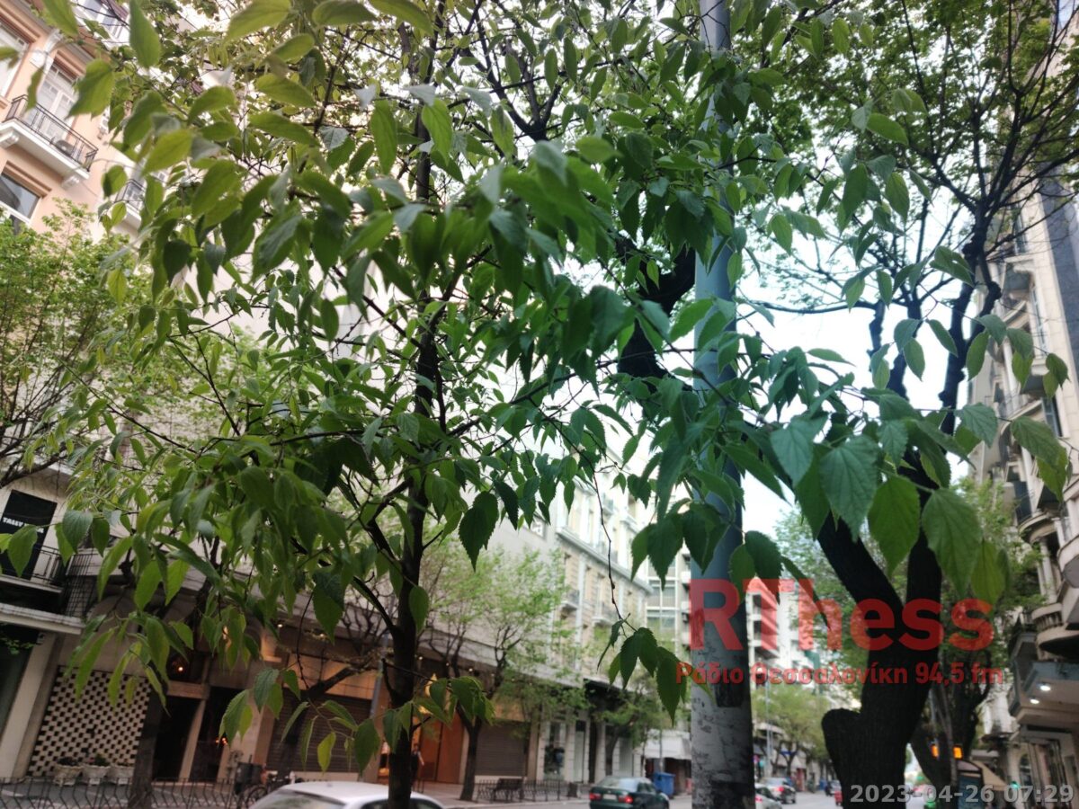 Κ. Ζέρβας: Νέα δέντρα 7,5 μέτρα ύψος στην Τσιμισκή (Video)