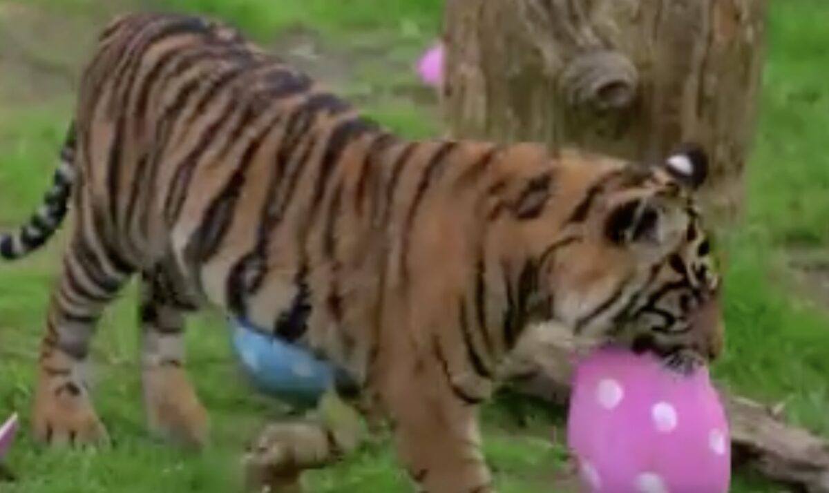 Λονδίνο: Το κυνήγι του πασχαλινού αυγού στον ζωολογικό κήπο (Video)