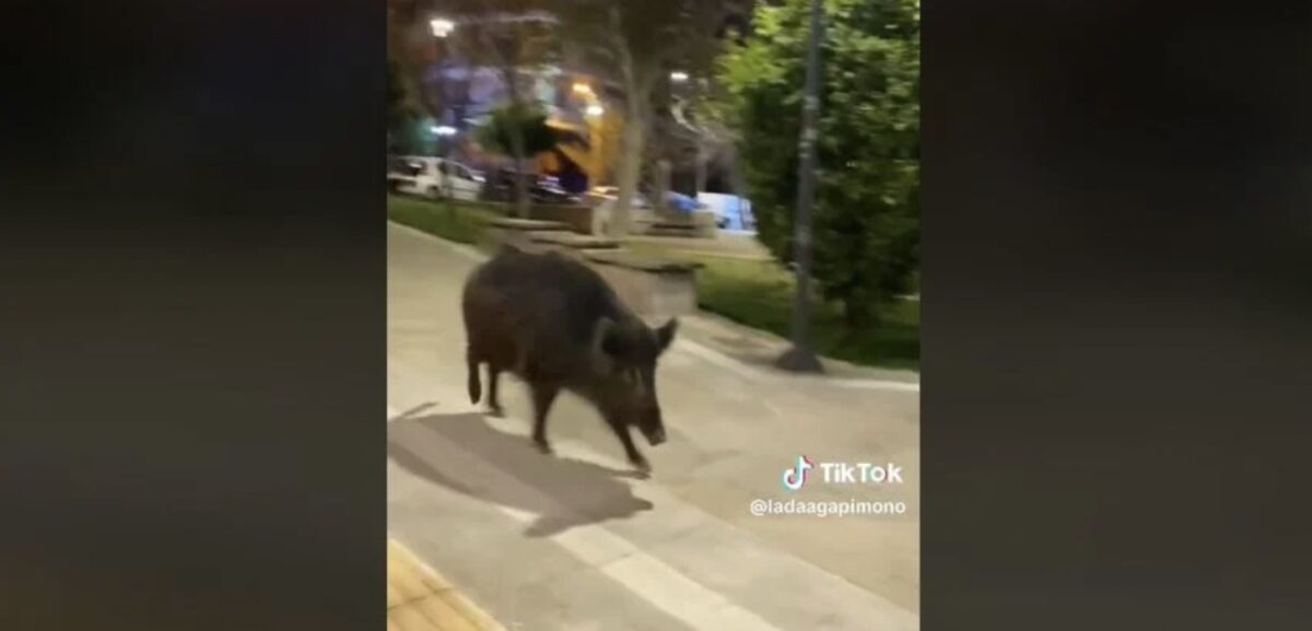 Αγριογούρουνο έκανε βόλτες σε κεντρική πλατεία στη Θεσσαλονίκη (Video)