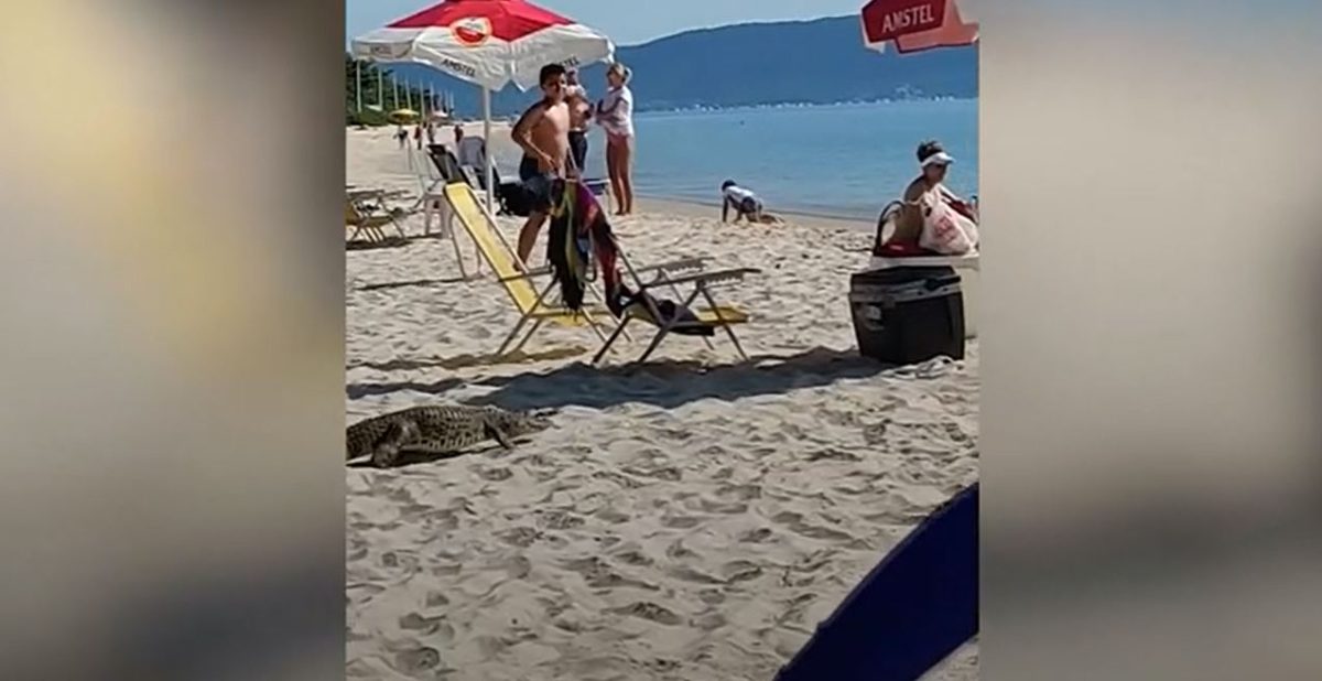 Μωρό αλιγάτορας κάνει έκπληξη σε λουόμενους κολυμπώντας στη θάλασσα (Video)