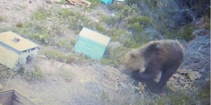 Αναζητούν τις αρκούδες στη Χαλκιδική- Έβαλαν κάμερες (AUDIO)