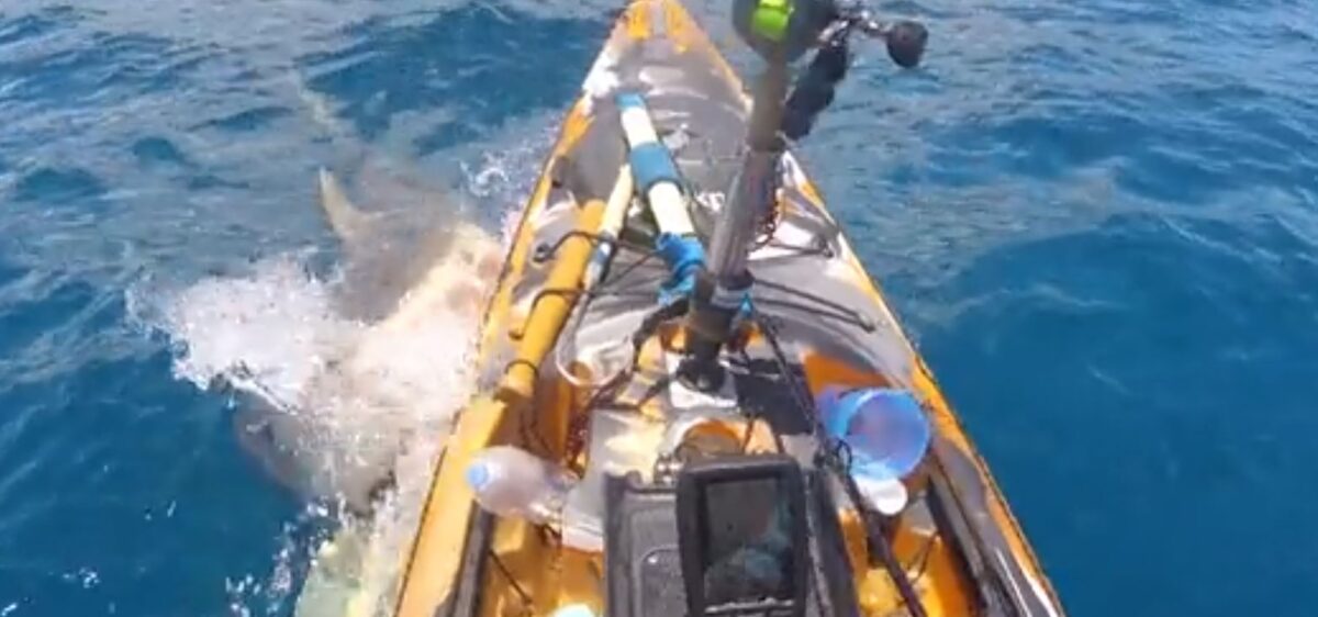 Χαβάη: Η στιγμή που καρχαρίας ορμάει σε αλιευτικό (Video)