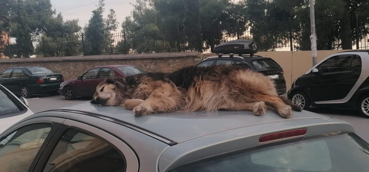 Αυτό θα πει σκυλίσια ζωή! (Photo)
