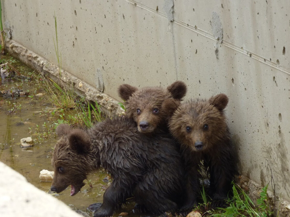 Τρία μικρά αρκουδάκια απεγκλωβίστηκαν στην Φλώρινα – Δείτε VIDEO & ΦΩΤΟ