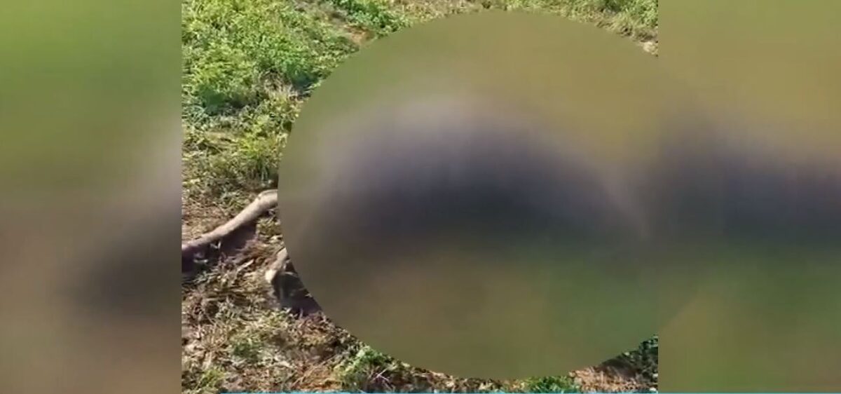 Κτηνωδία στις Σέρρες: Σκότωσαν τρία ελάφια στην Κερκίνη (Video)