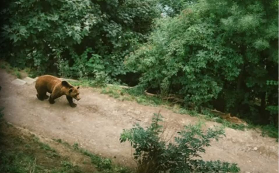 Αρκούδα εμφανίστηκε κοντά σε ιππικό όμιλο στην Κοζάνη (Video)