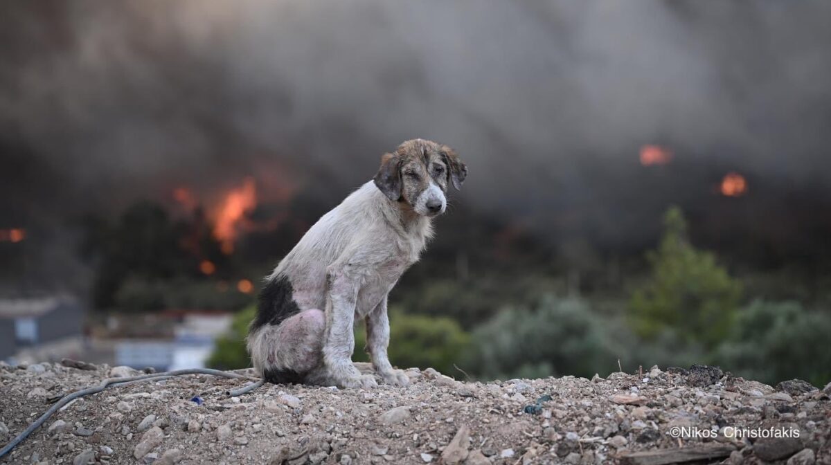 Συγκλονιστική φωτογραφία – «Ο σκύλος ανάμεσα στις φλόγες» (Video)