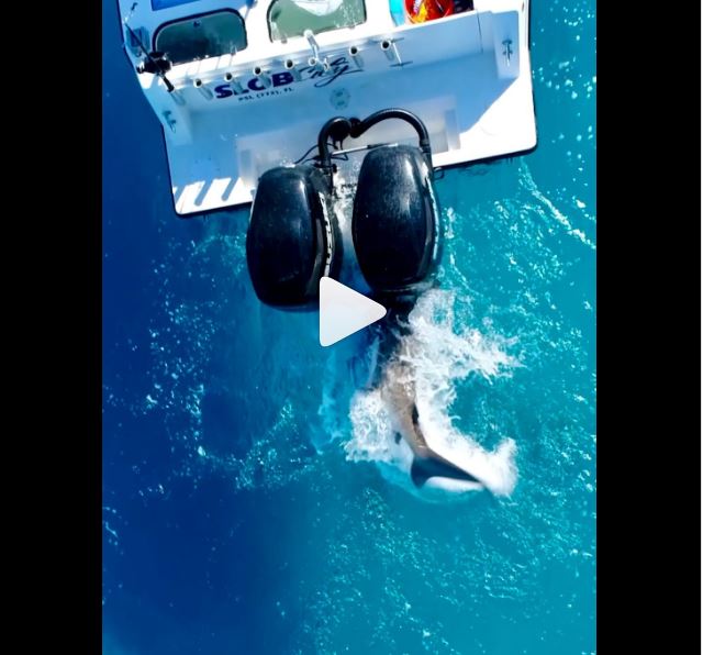 Καρχαρίας εμβολίζει αλιευτικό σκάφος (VIDEO)