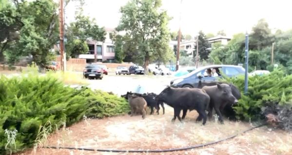 Κοπάδι αγριογούρουνων βγήκε βόλτα στο Πανόραμα (VIDEO)