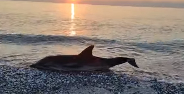 Νεκρό δελφίνι ξεβράστηκε στη Βελίκα Λάρισας