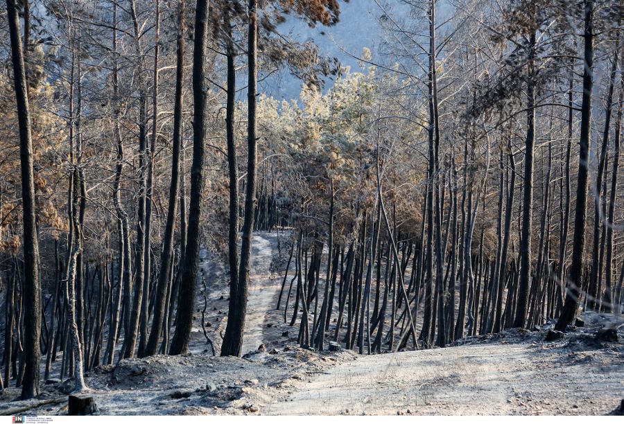 Έβρος: Χωρίς ενεργό μέτωπο η φωτιά στη Δαδιά