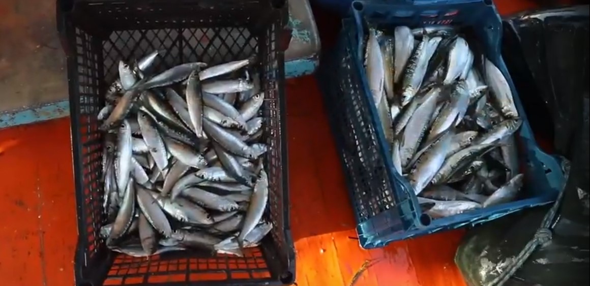 Σαρδέλα Καλλονής: Το πρώτο αλιευτικό προϊόν της Ελλάδας (Video)
