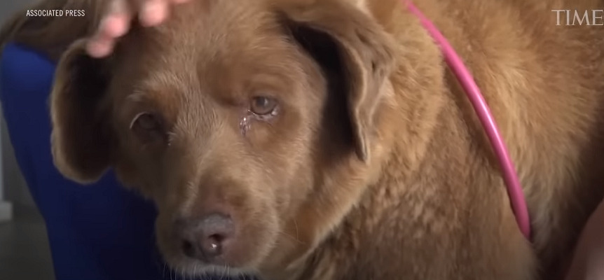 Πέθανε ο γηραιότερος σκύλος στον κόσμο στην Πορτογαλία (VIDEO)