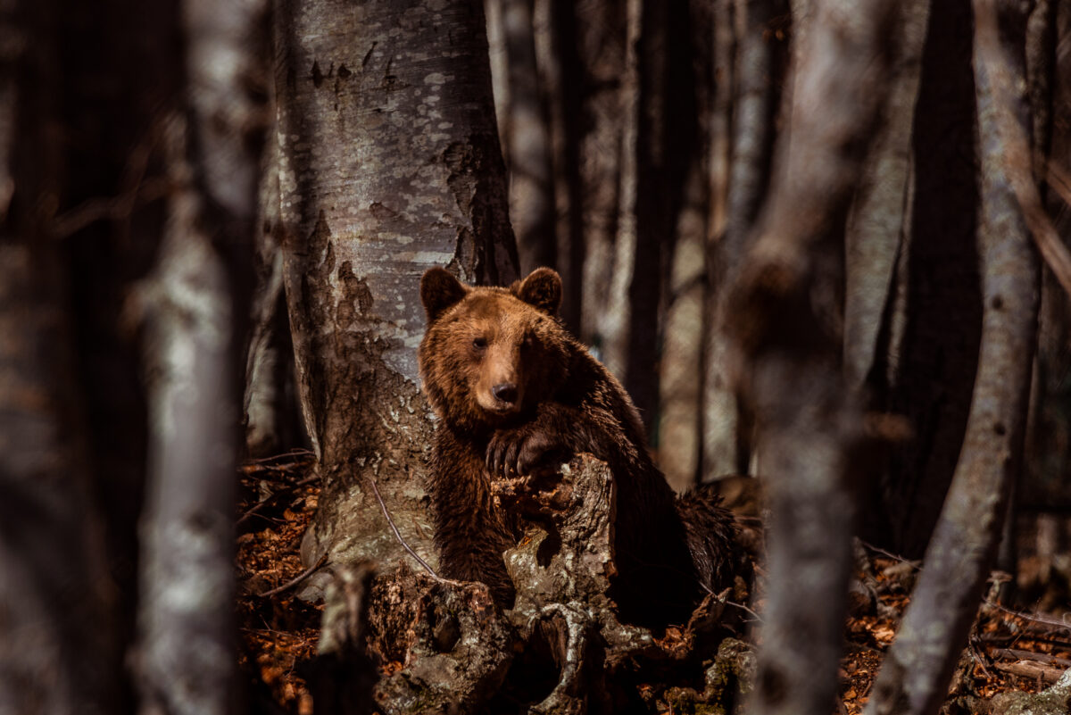 Κοιμήθηκαν οι αρκούδες του Αρκτούρου μετά το τσουχτερό κρύο