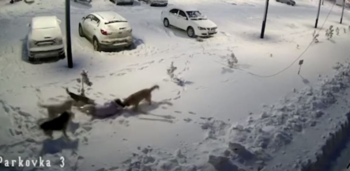 Επίθεση από σκύλους- Την έσωσε το χοντρό μπουφάν (VIDEO)