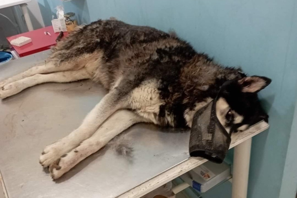 Ανατροπή στην Αράχωβα: Θύμα αγέλης σκύλων ο Όλιβερ