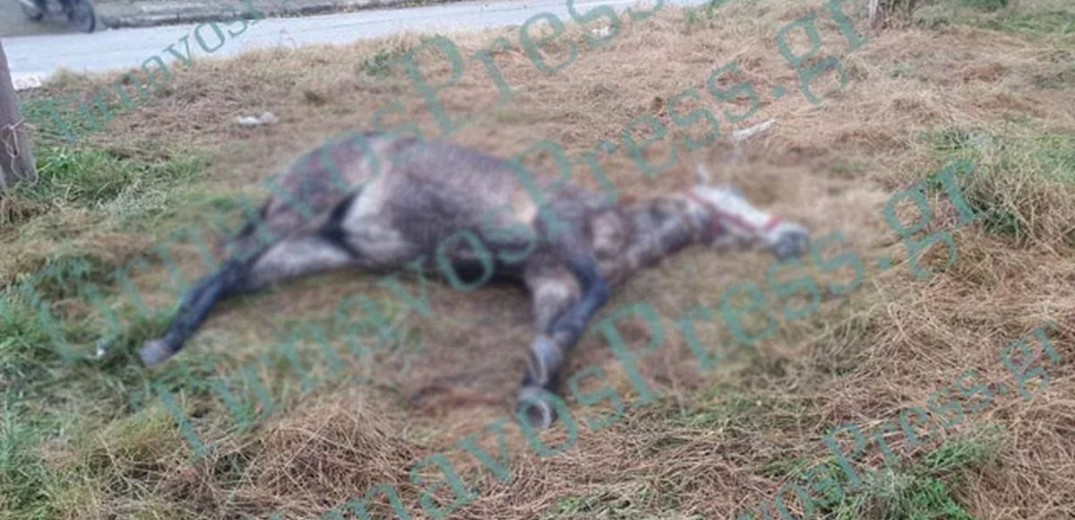 Βρέθηκε νεκρό άλογο μέσα σε πάρκο στον Τύρναβο (Photo & Video)