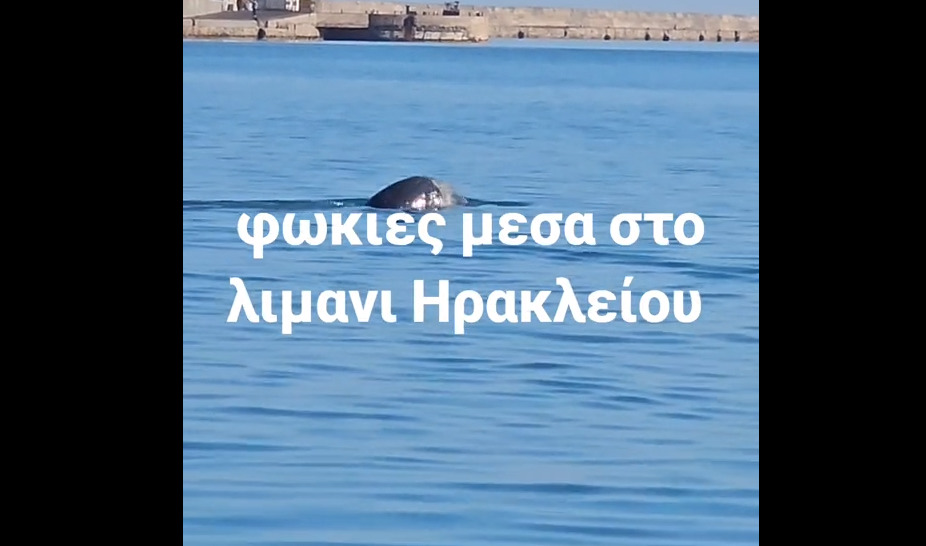 Φώκιες κάνουν βουτιές στο λιμάνι του Ηρακλείου (VIDEO)
