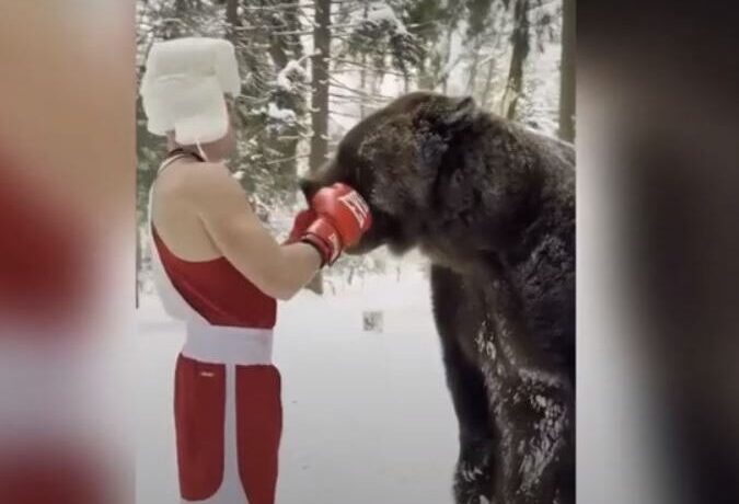 Παίζει μποξ με μία αρκούδα (VIDEO)