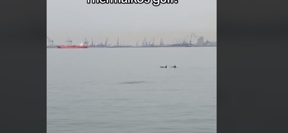 Δελφίνια «χορεύουν» στα νερά του Θερμαϊκού! (Video)