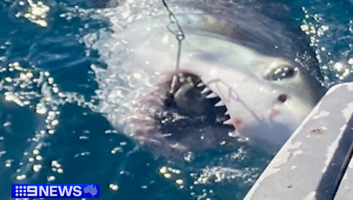 Καρχαρίας δάγκωσε 16χρονο στην Αυστραλία (VIDEO)
