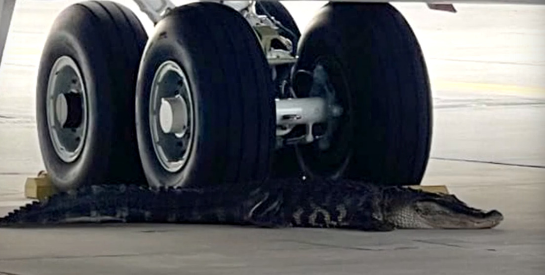 Κροκόδειλος κοιμάται στη ρόδα πολεμικού αεροσκάφους (VIDEO)