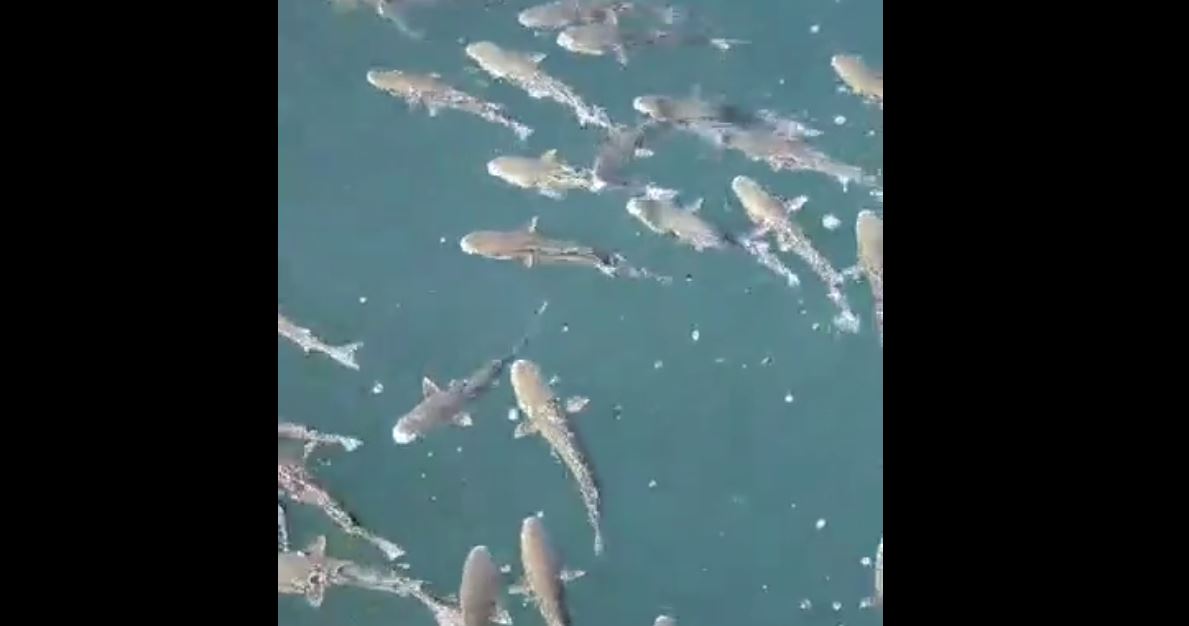 Χαμός από ψάρια στον Θερμαϊκό! (Video)