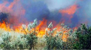 Φωτιά, πυρκαγιά σε δάσος
